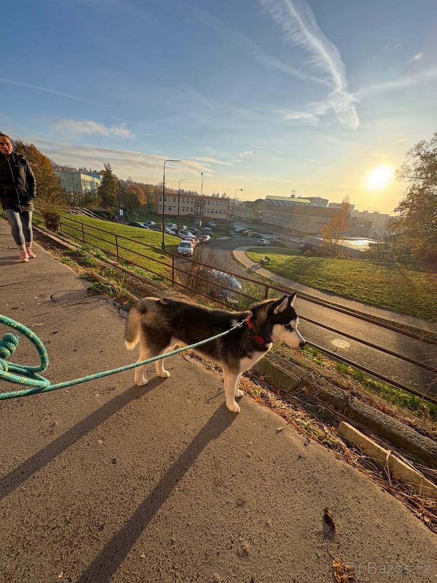 Štěně. Husky s PP 7měsíců 🥲 - 12