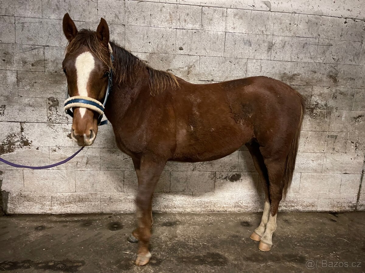 Hřebec po Heartbreak ZH - 12