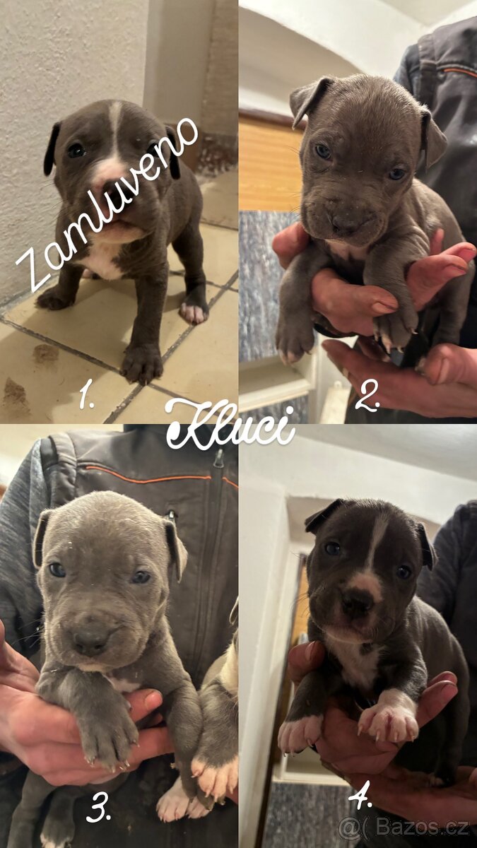 Americký stafordšírský teriér – štěňátka k odběru - 12