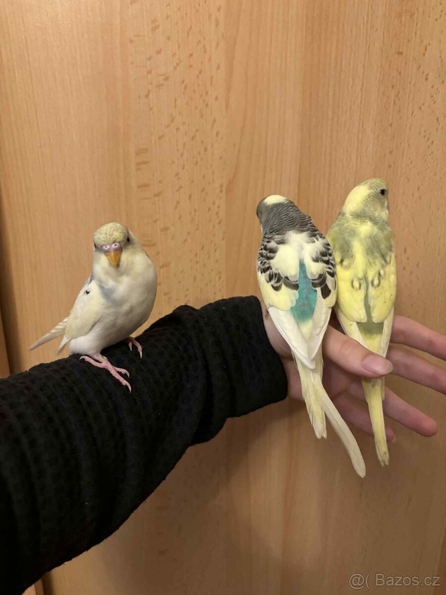 Prodám mladé andulky po vylétnutí z budky - 12