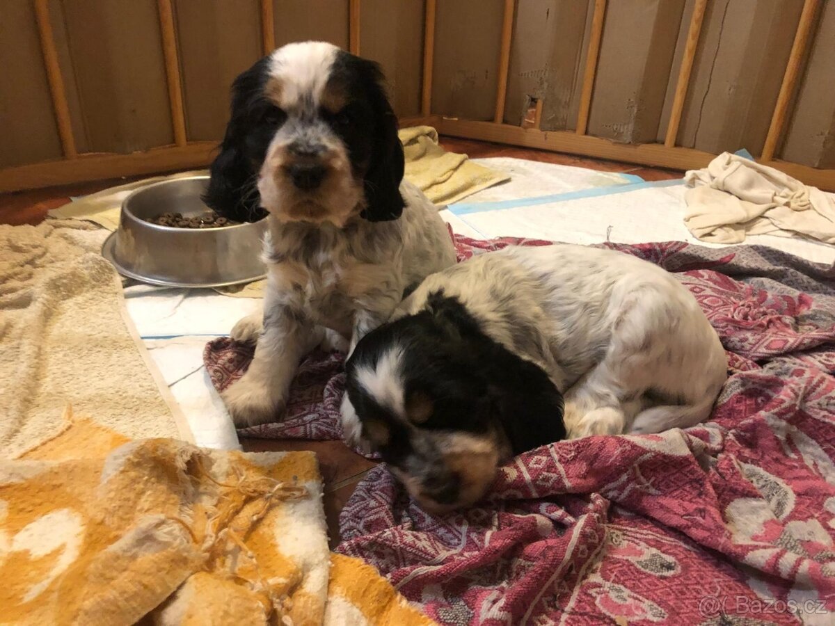 Anglicky kokršpaněl - 12