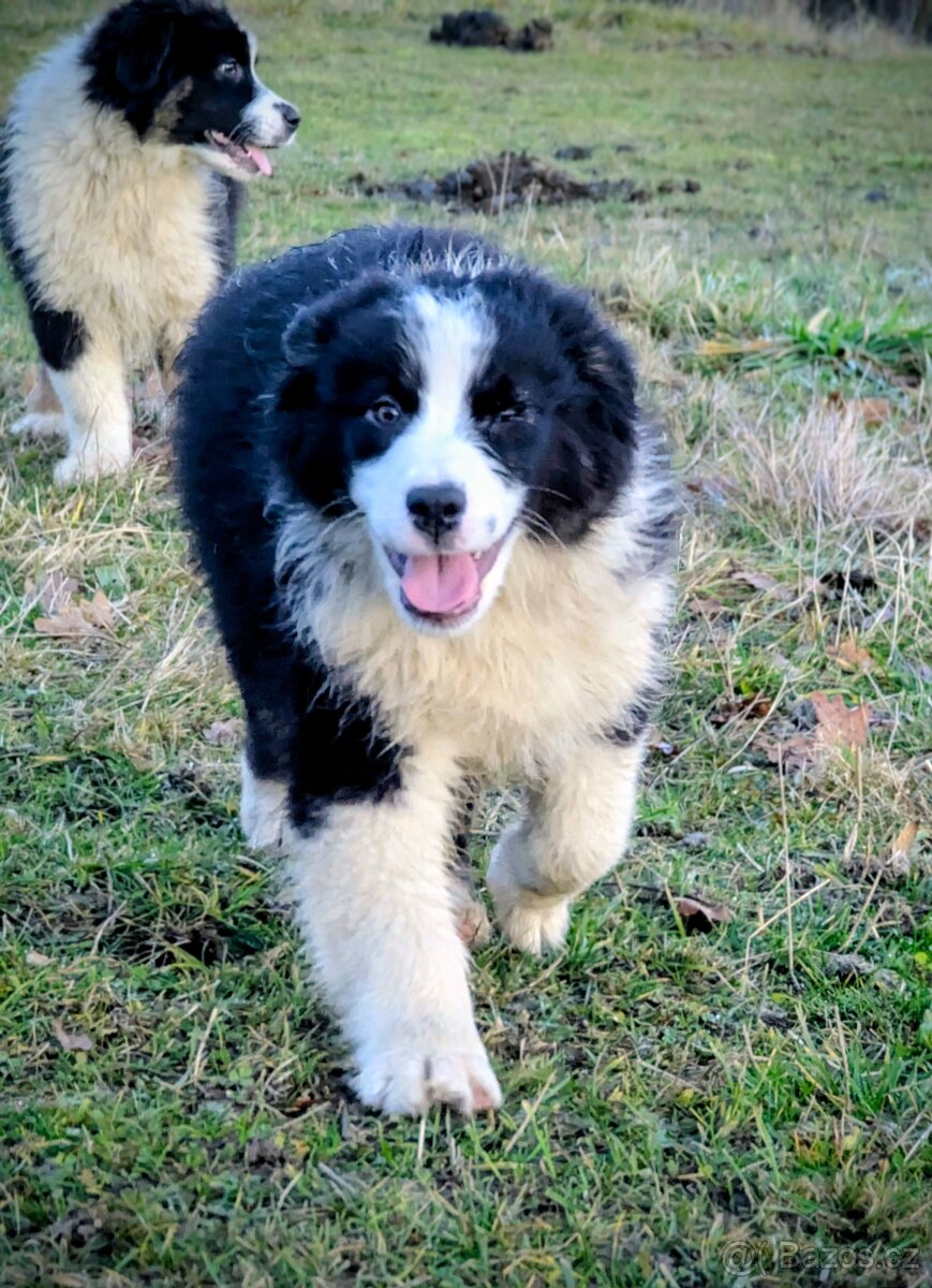 Australský ovčák s PP FCI - 12