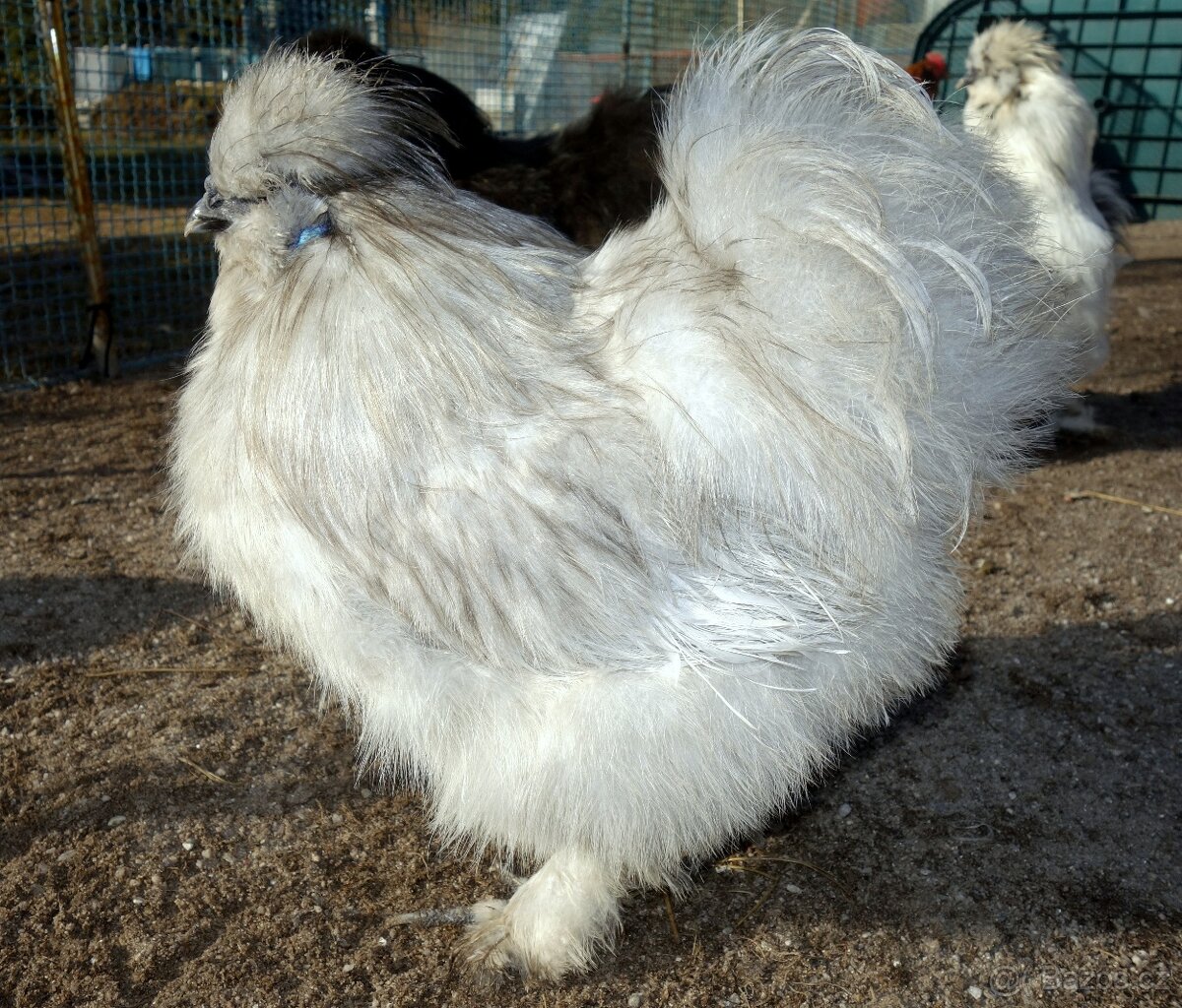 Hedvábnička velká vousatá - EU - 12