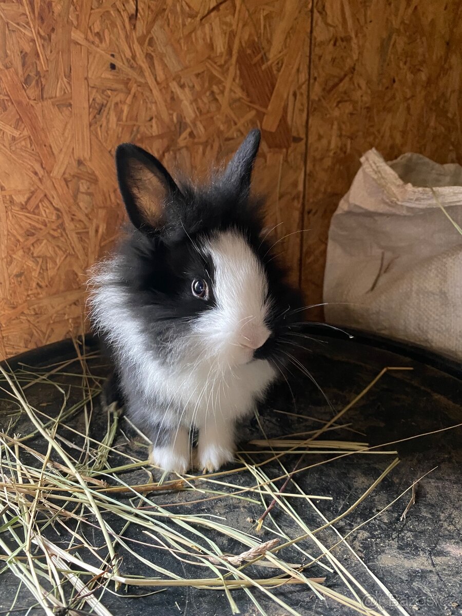Králíci- zakrslý - 12