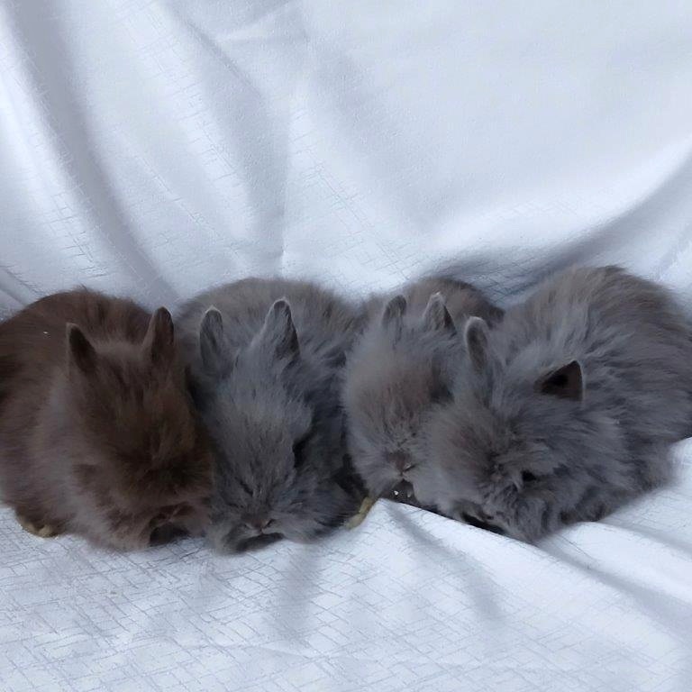 Zakrslí králíčci, beránci a teddy s rodokmenem - 12