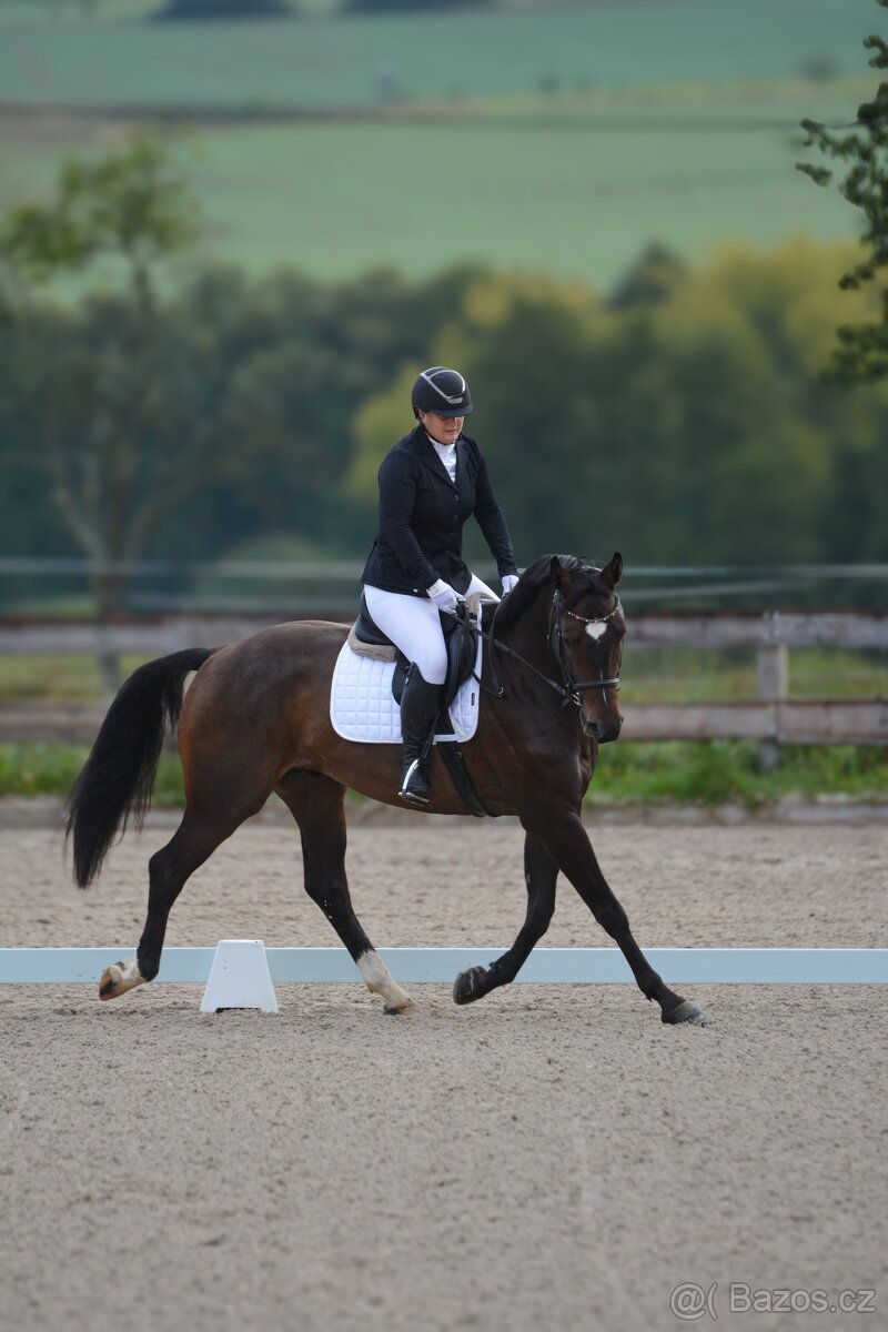 Ustájení koní - 12