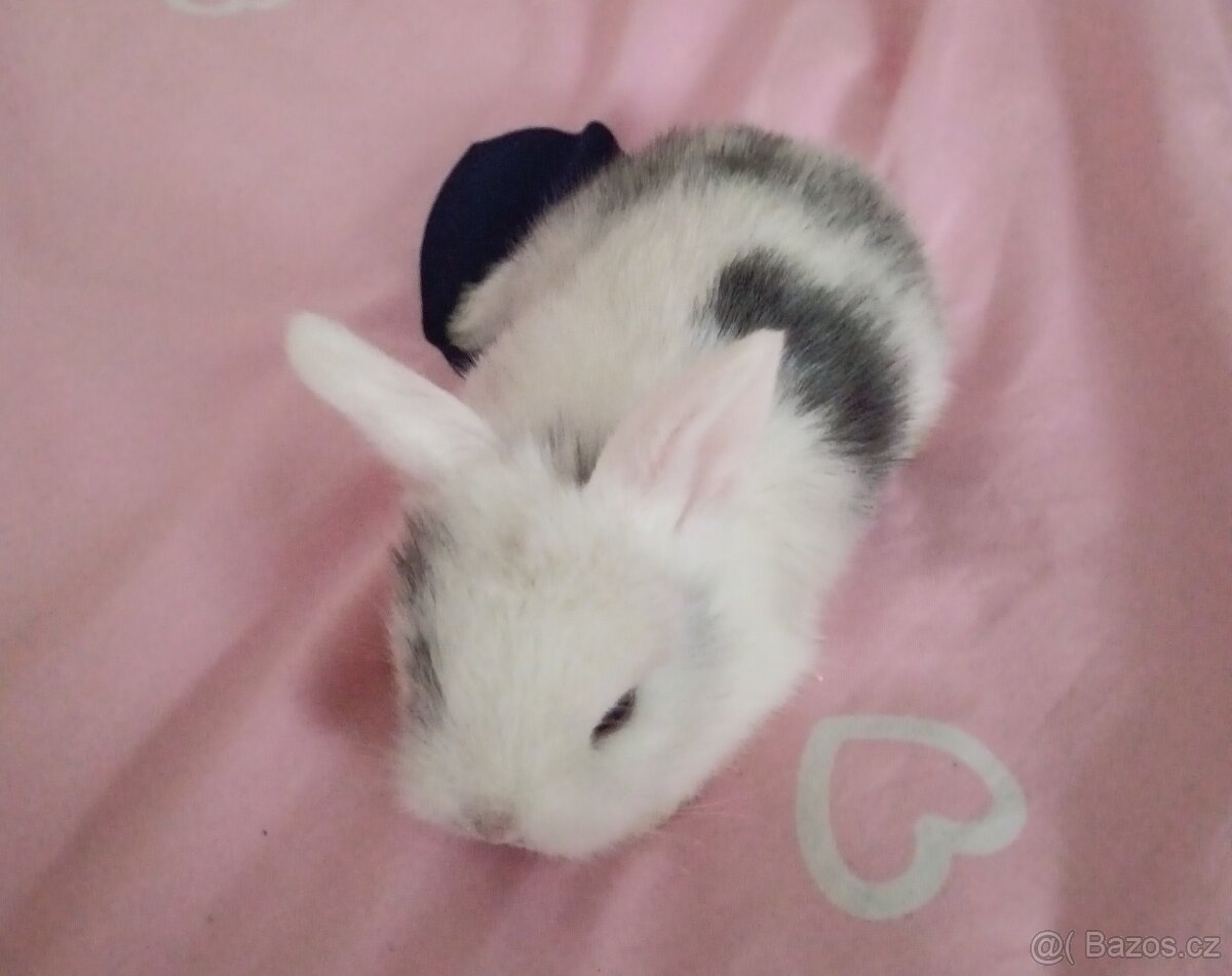 Zakrslý králík - 12