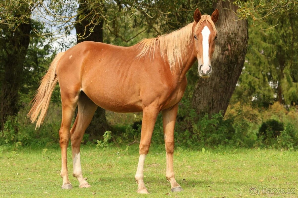 2,5 letí atraktivní a hodní valáškové - 12