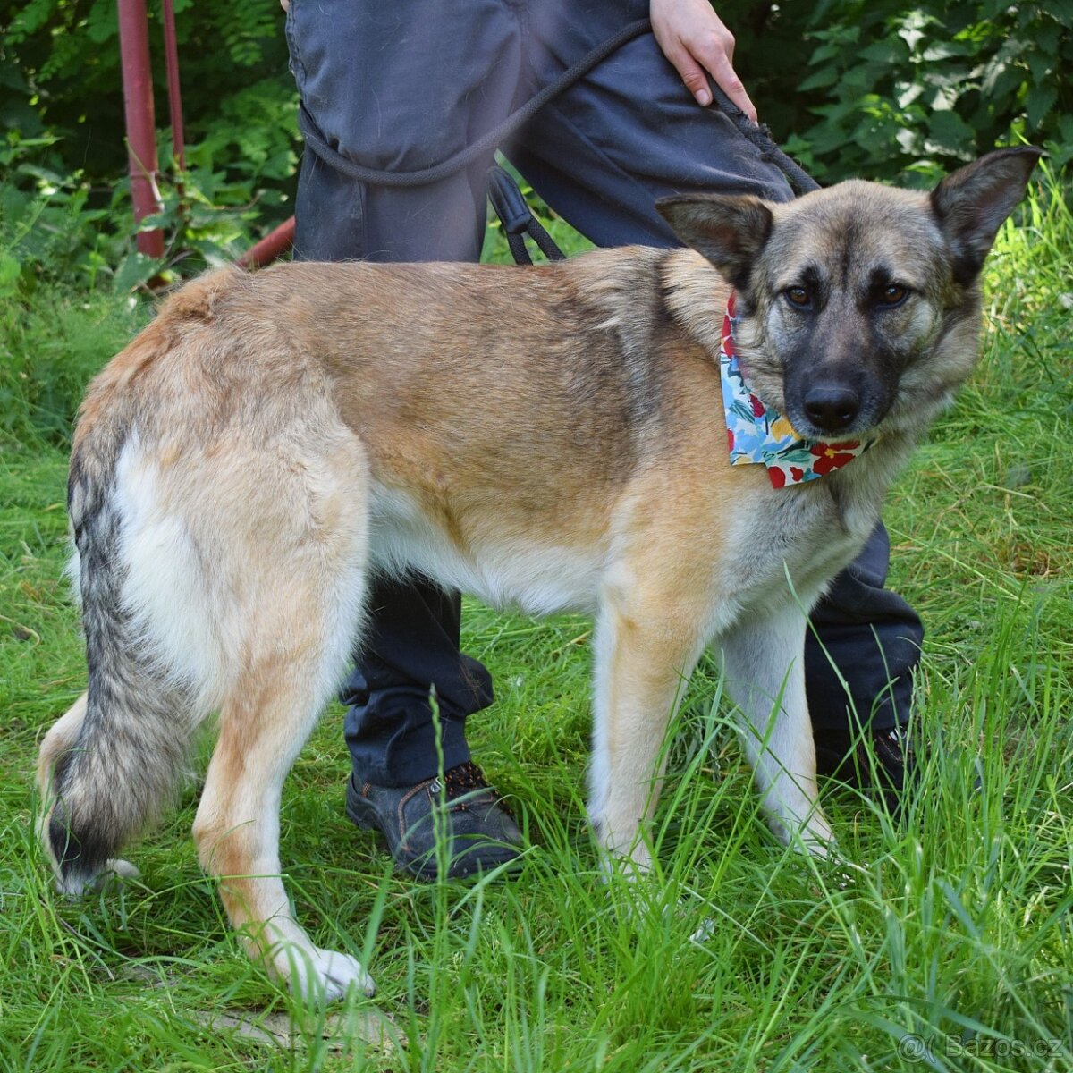 THELMA K ADOPCI - 2 roky, NO, přátelská mazlivka - 12