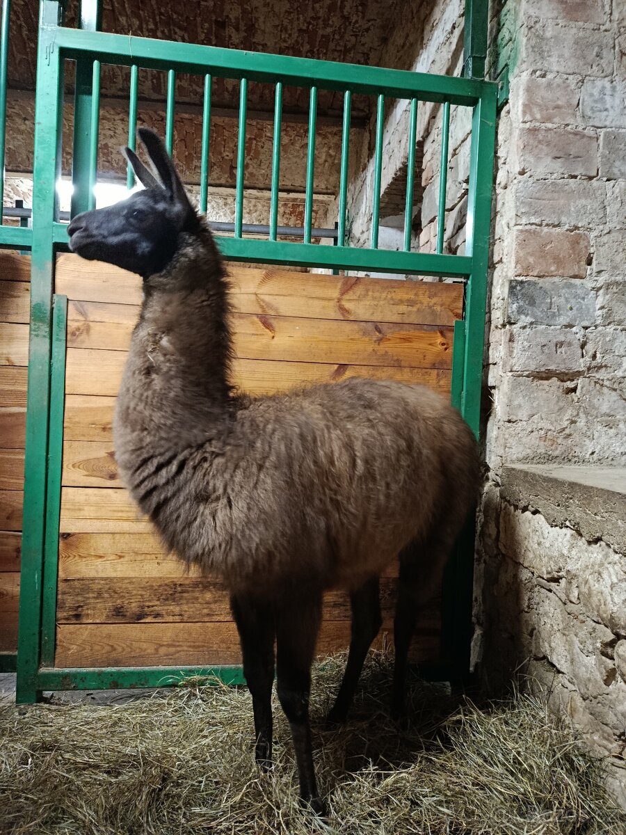 Lama Krotká - 12