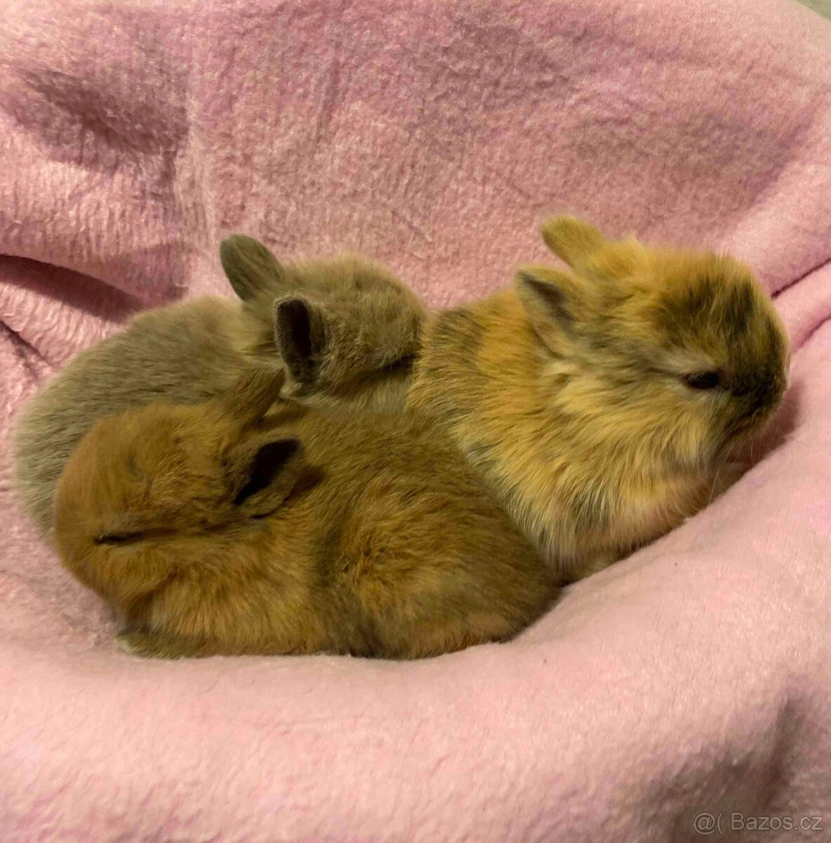 MORČATA, ZAKRSLÍ KRÁLÍCI - 12