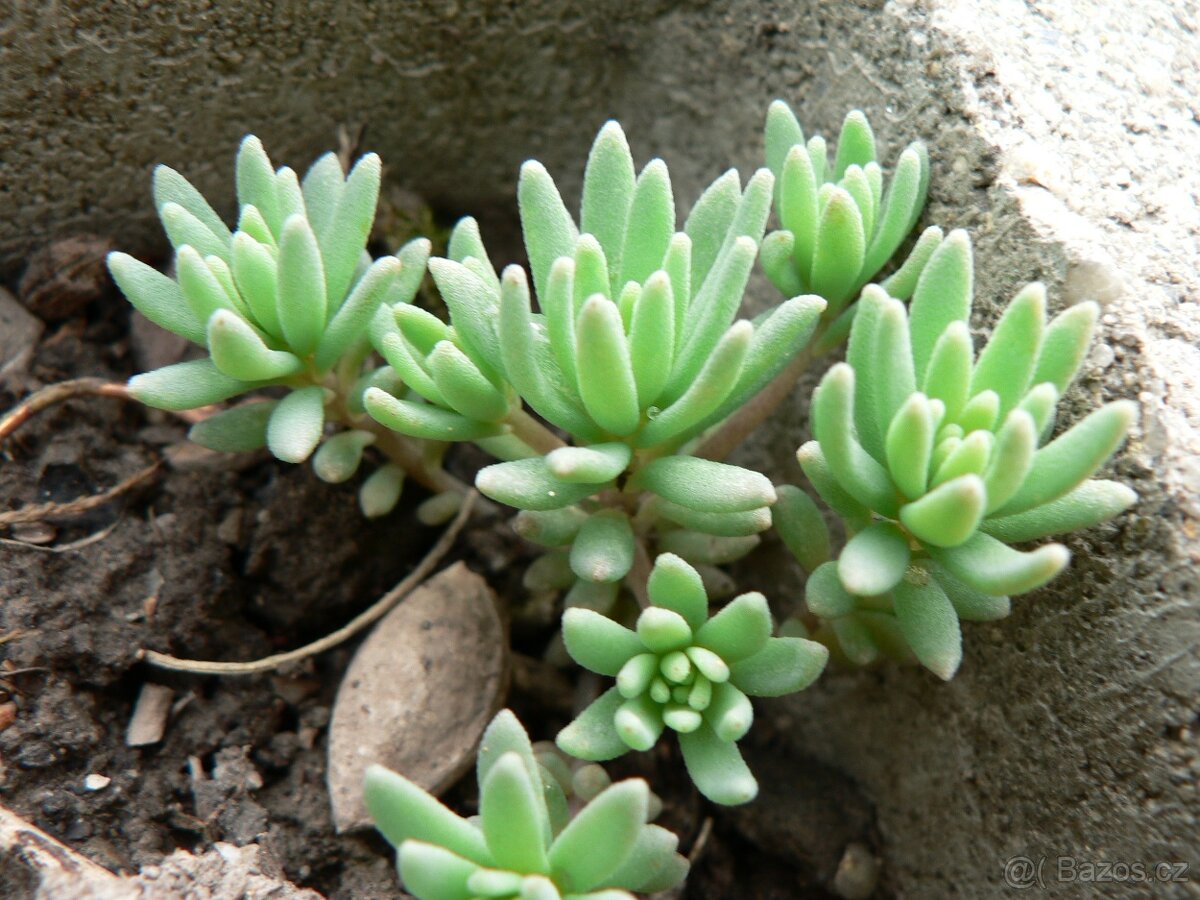 TRVALKY, SKALNIČKY, BYLINKY - 12