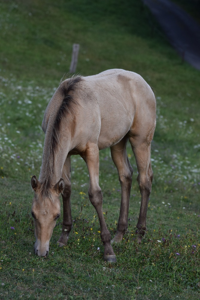 Připouštění AQH plemenným hřebcem Classic Champagne - 12