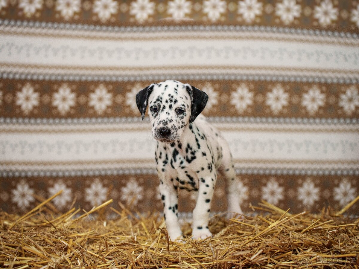 Prodej štěňátek - Dalmatin - 12