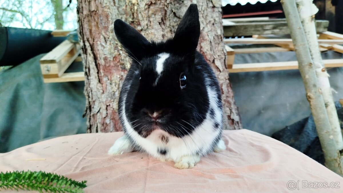 Zakrslý králík - 12