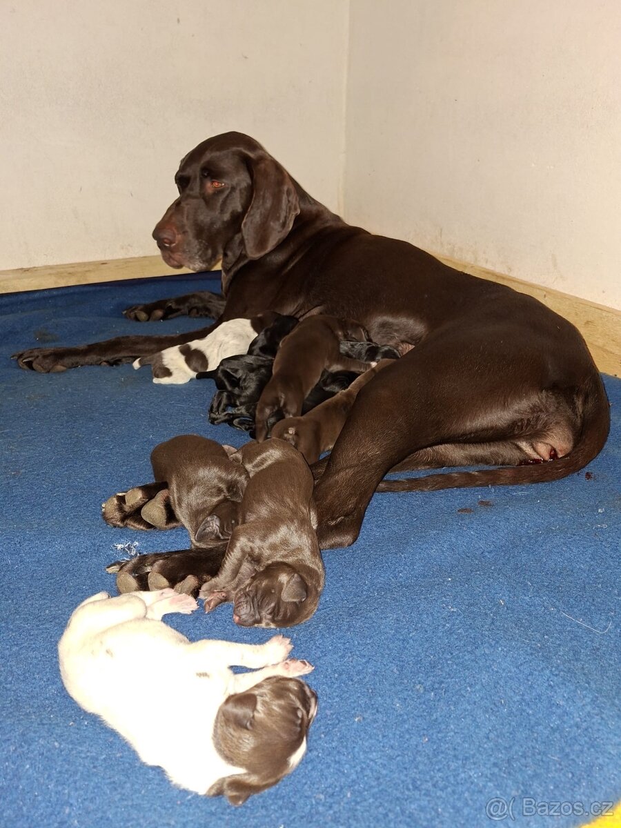 Německý krátkosrstý ohař - 12