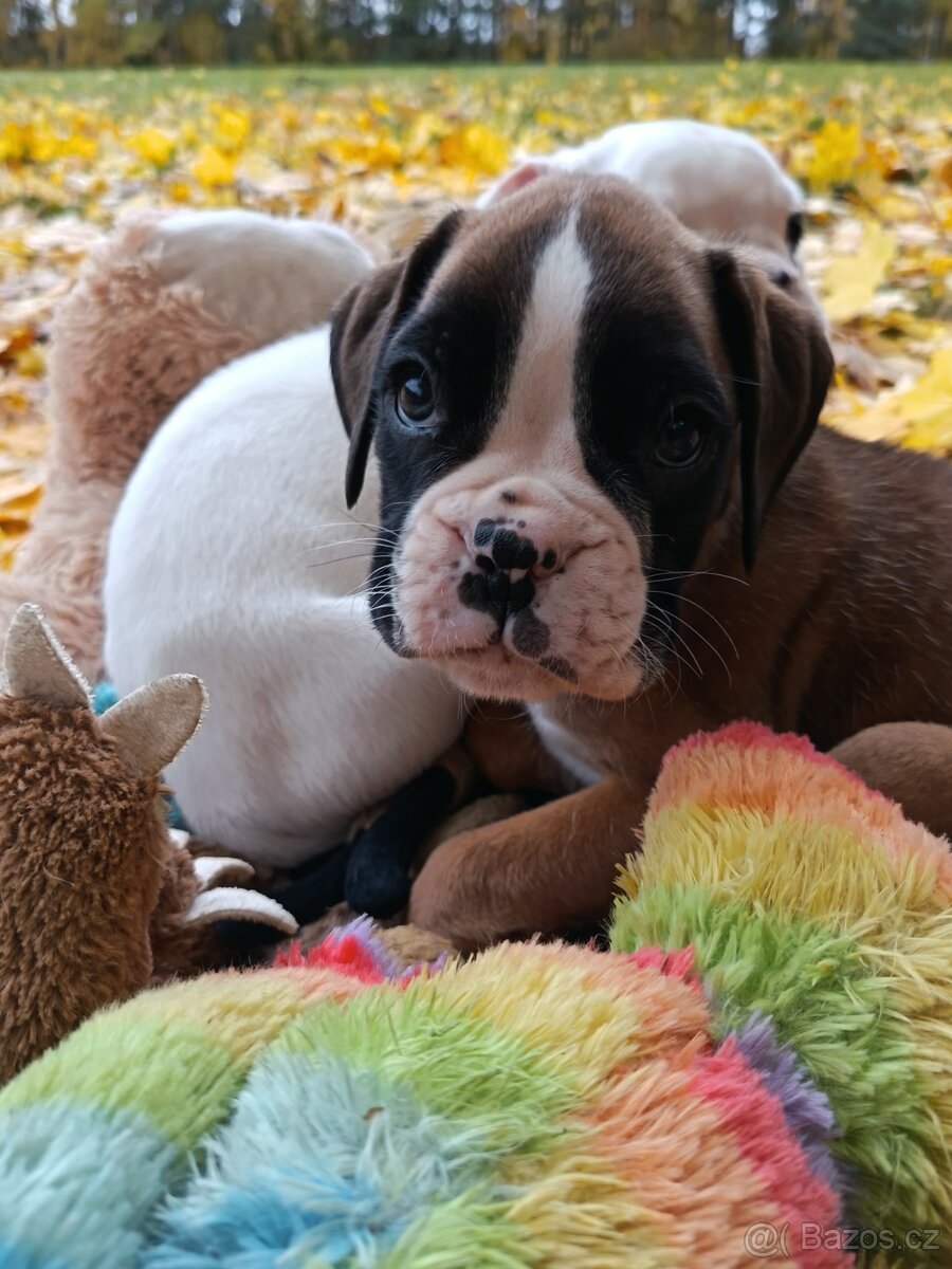 Německý boxer - 12