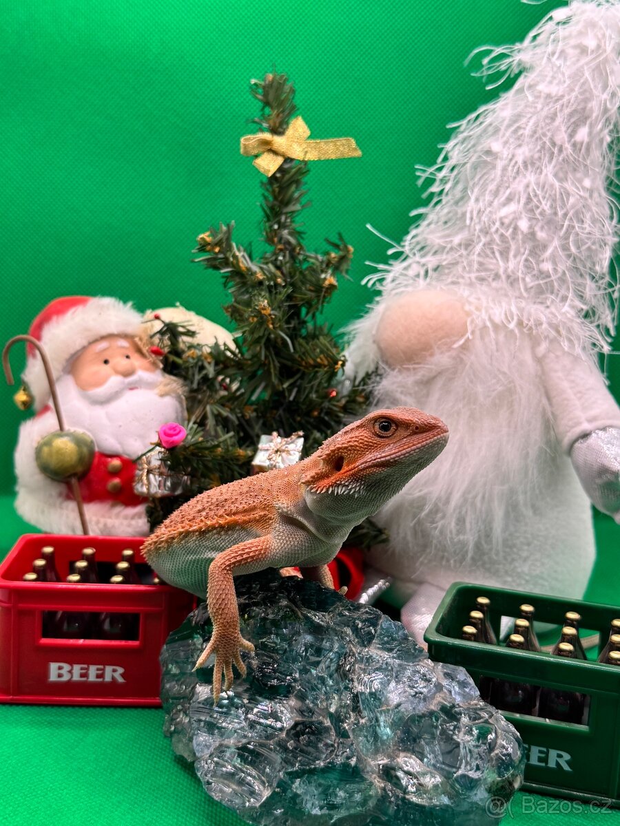 Agama Vousatá-Nejkrásnější mláďata sezóny - 12