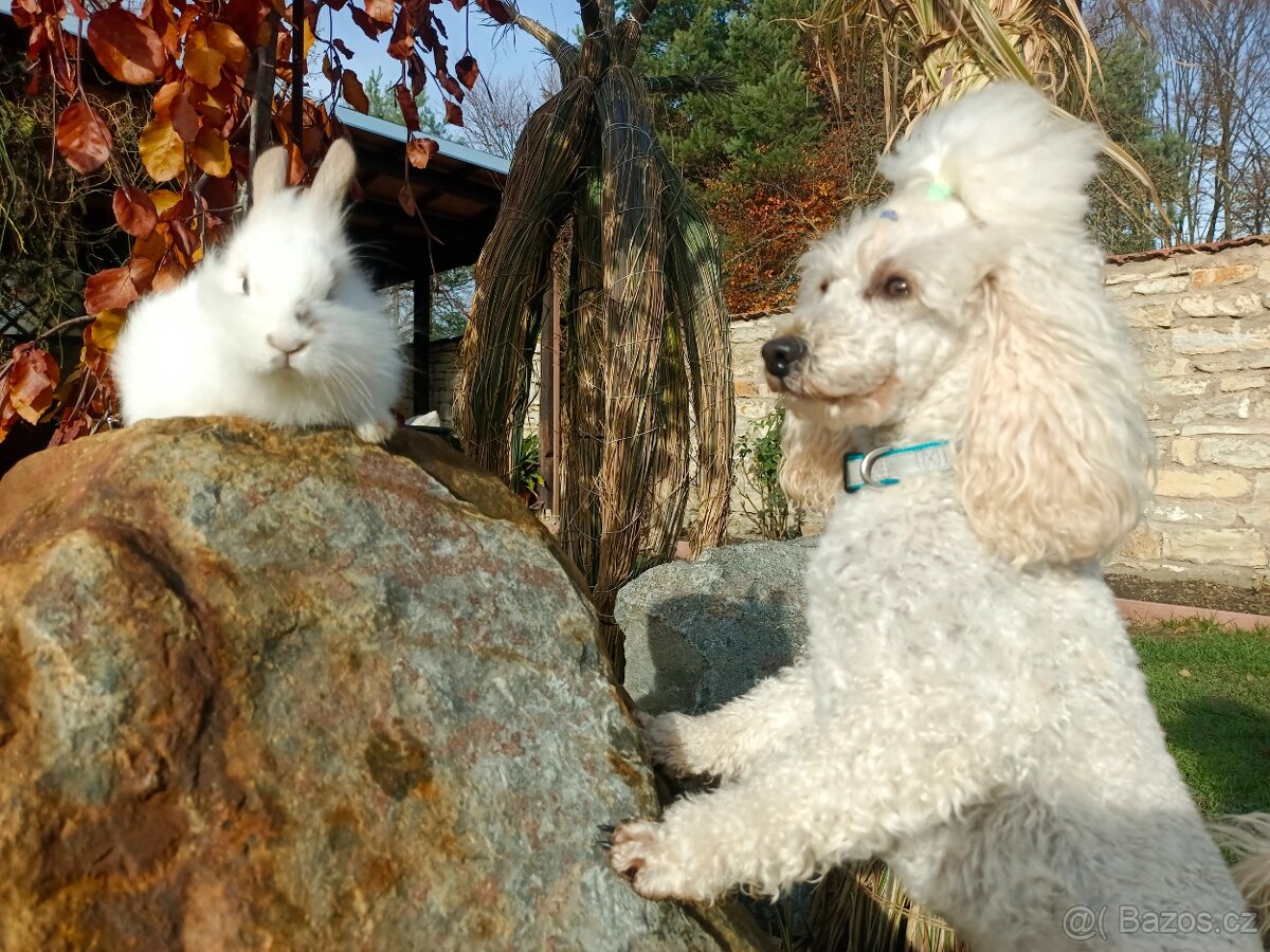 Zakrslý králíček - 12