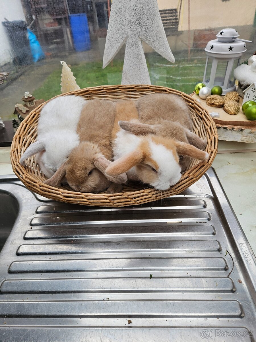 Zakrslý králík - 12
