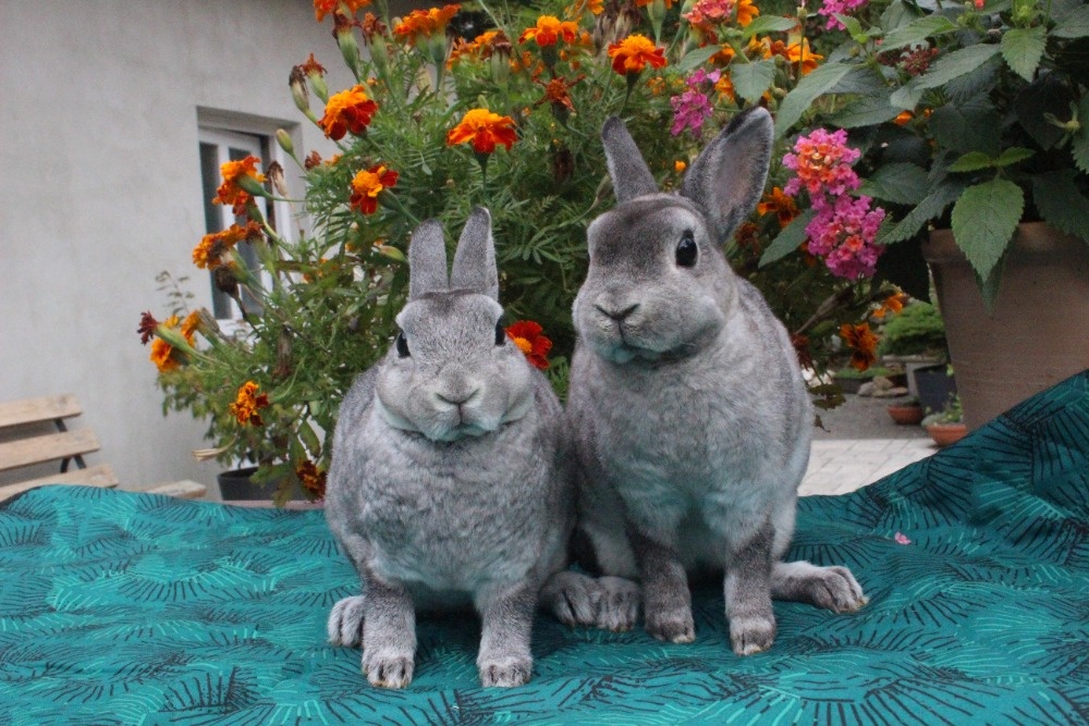 Zakrslý rexík činčilový s rodokmenem oceněná mláďata - 12