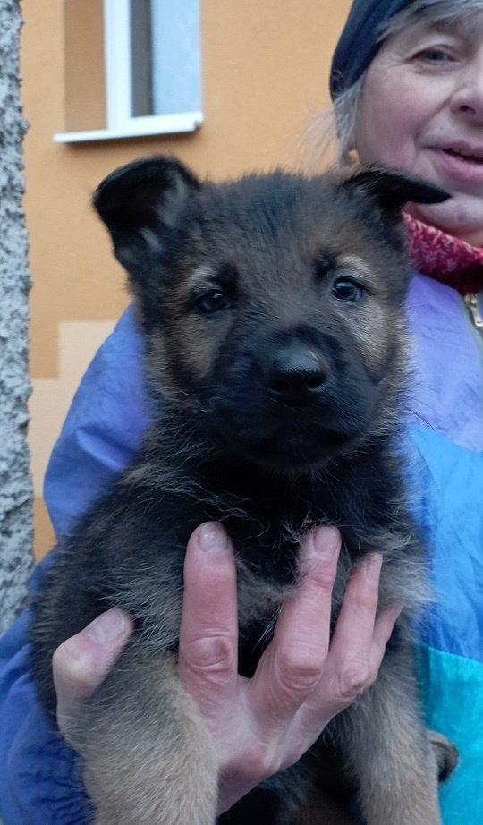 Německý ovčák štěnata s PP - 12