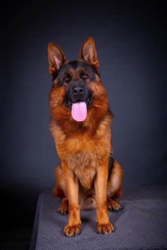 Německý Ovčák - štěňata - 12