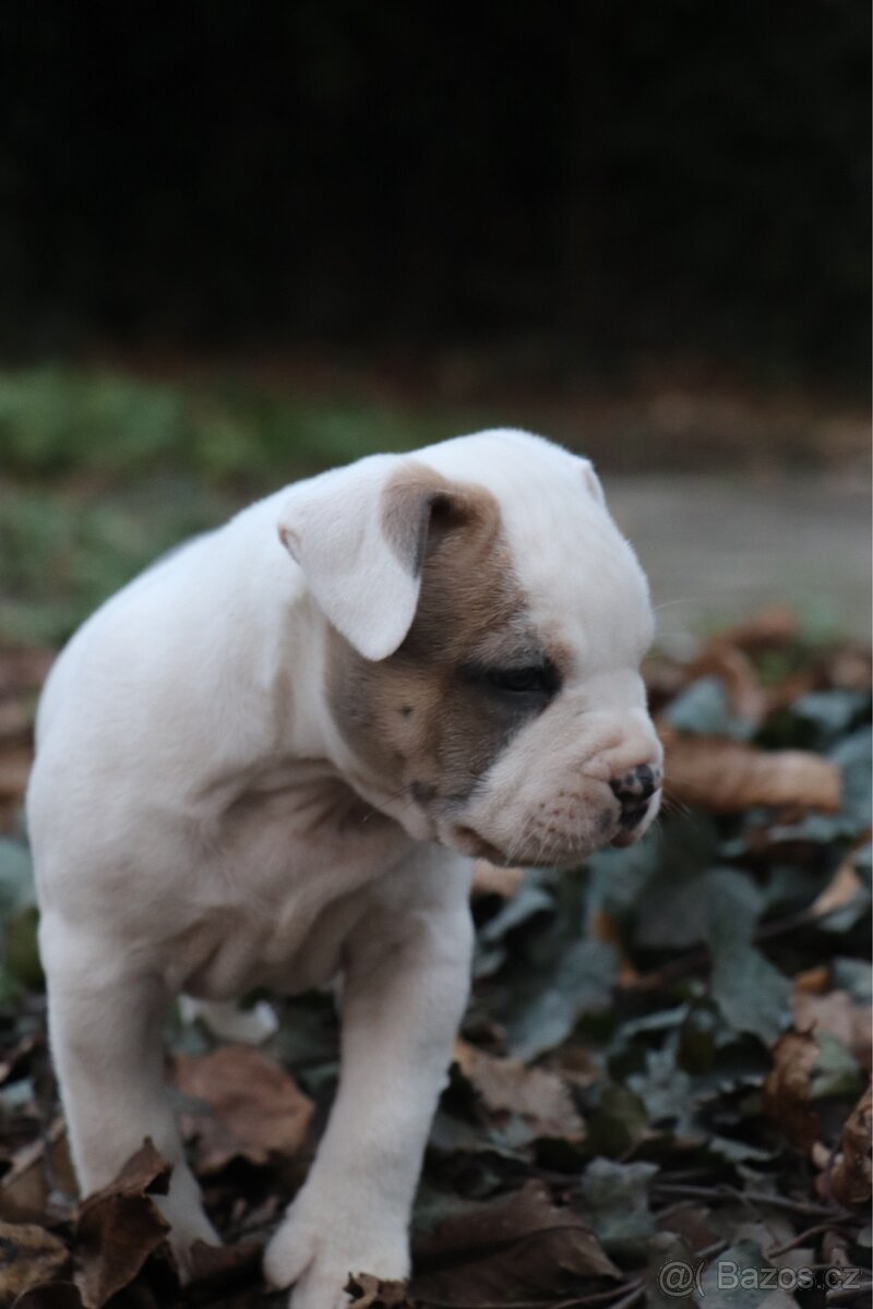 Americký stafordšírský teriér s PP pejsek 2 - 12