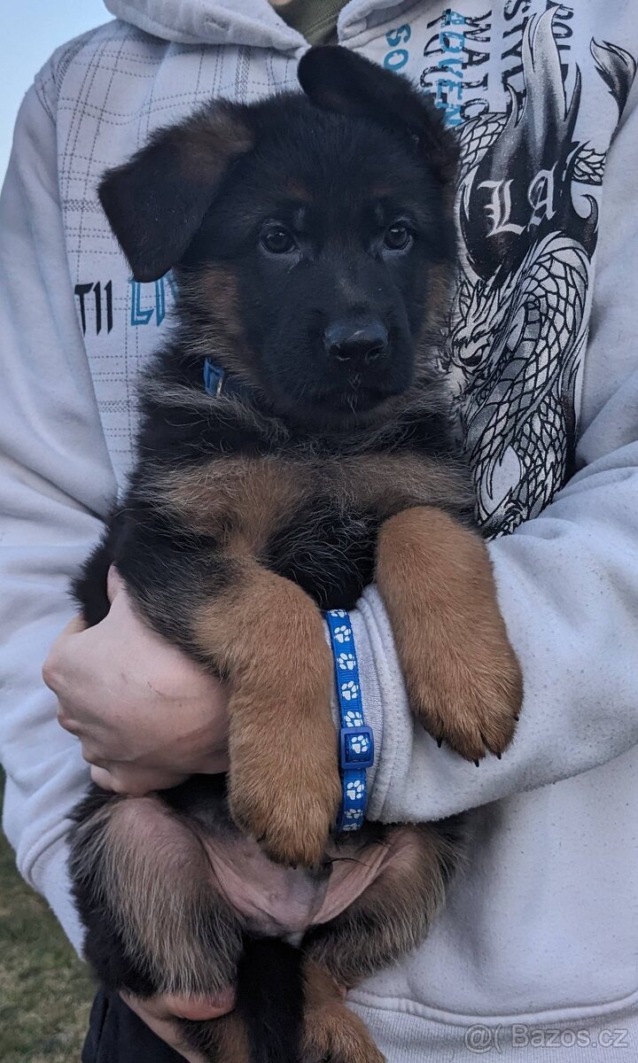 Německý Ovčák, Štěňata s PP exteriérová linie - 12