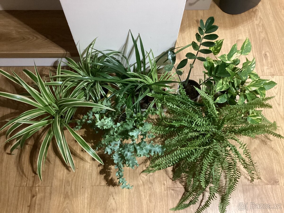 Květiny do interieru - 12