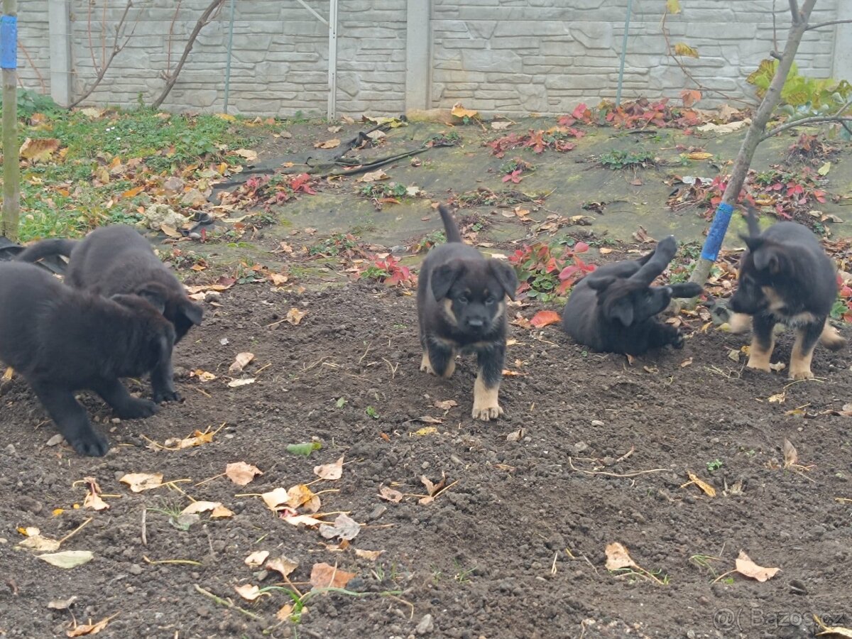 Německý ovčák - 12