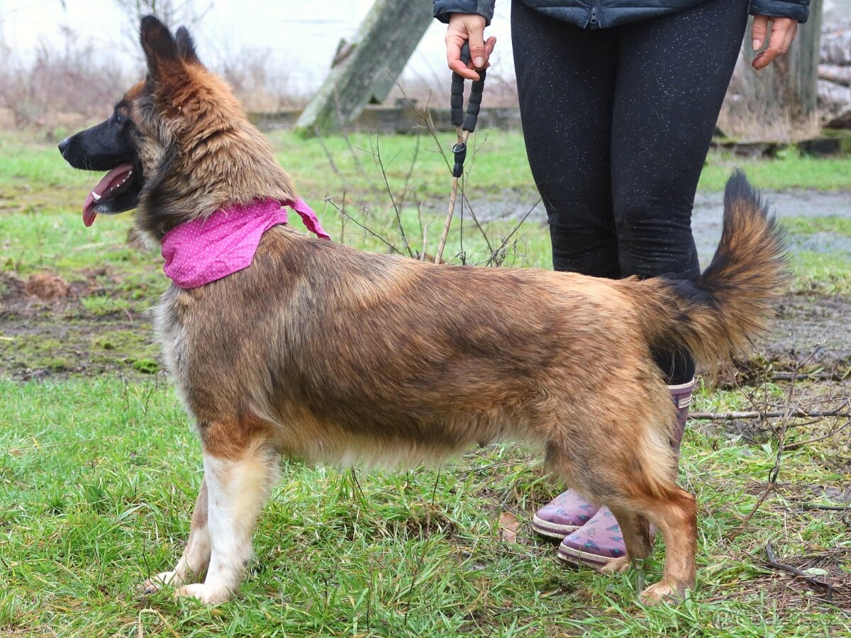 Cashmire hledá domov - 12