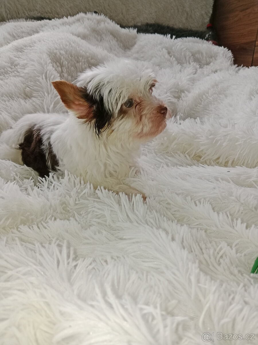 Jorkšírský teriér - 12