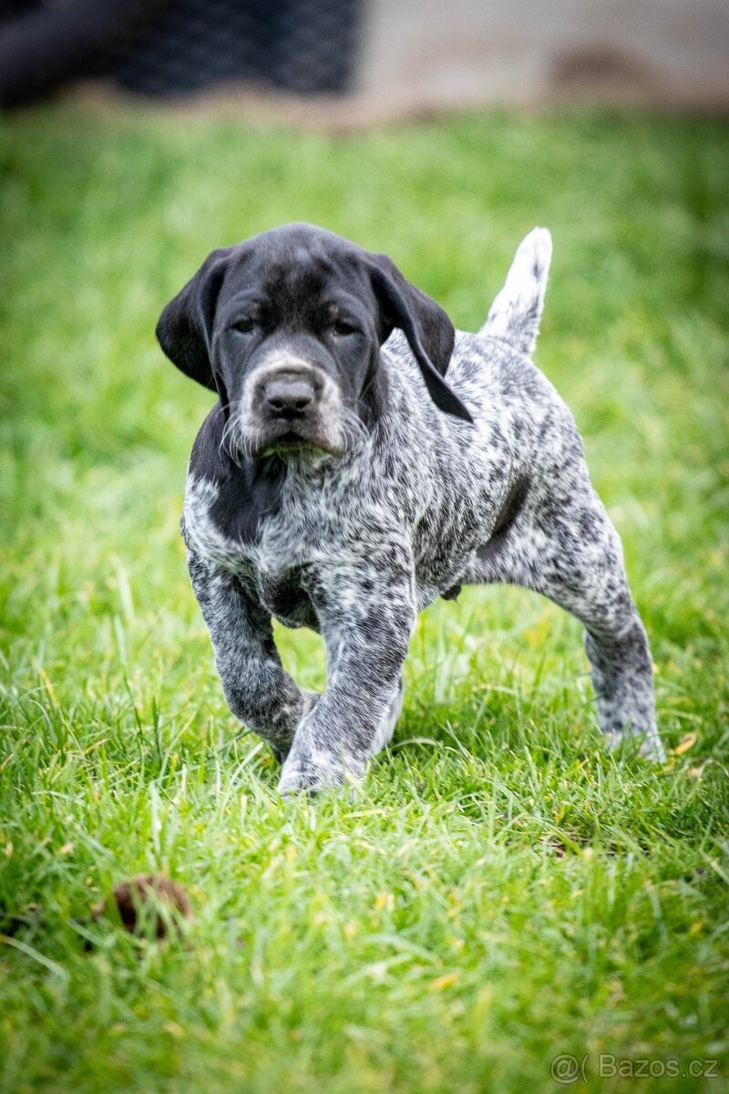 Štěňata - německý krátkosrstý ohař - 12