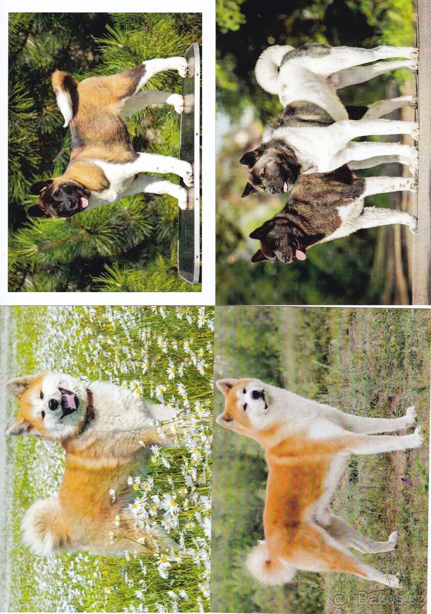 pohledy zvířat - 12