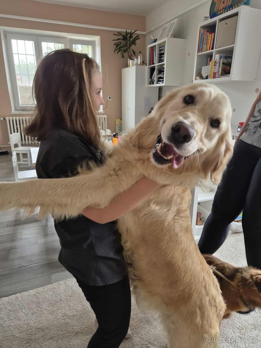 Zlatý retrívr štěně s PP - 12