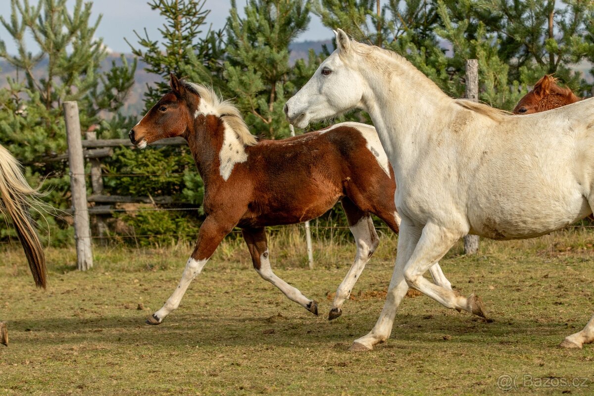 Letošní paint horse klisnička - 12