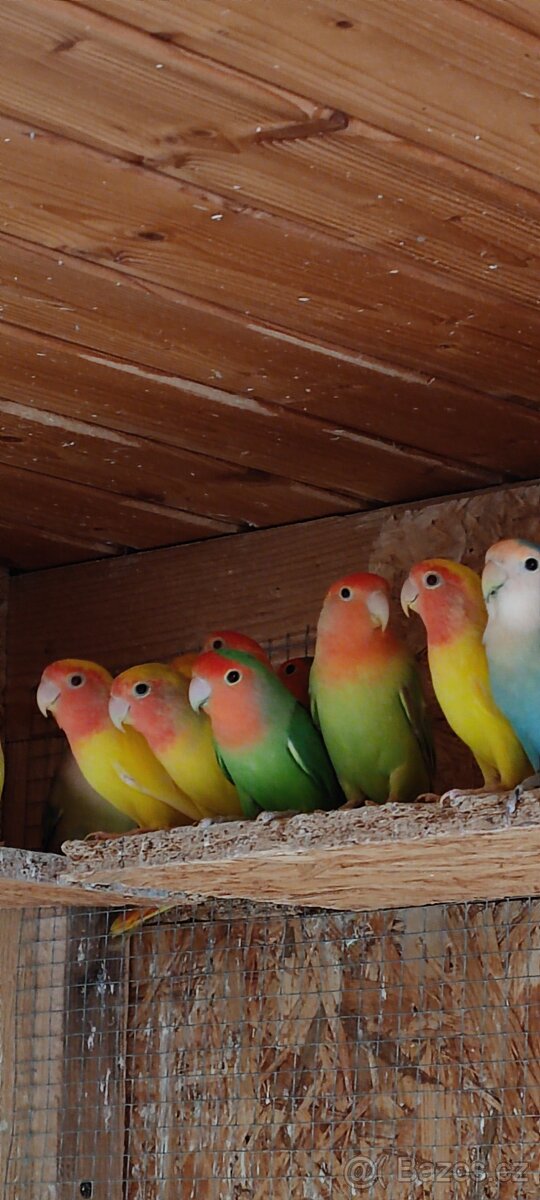 Agapornis růžohrdlý - 12