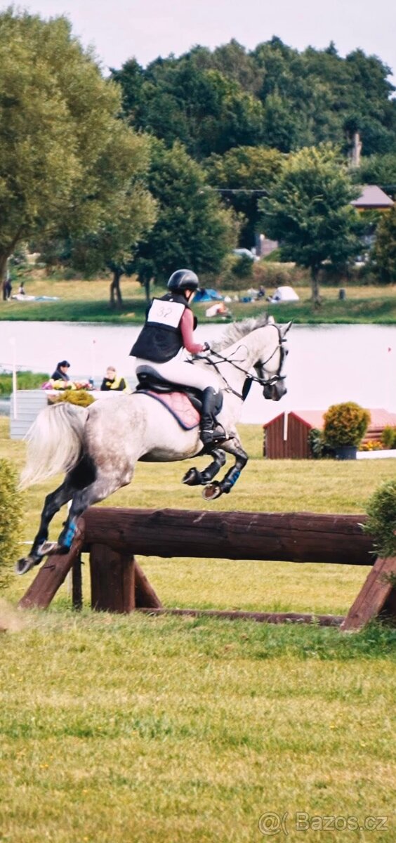 8 letá klisna do sportu - 12