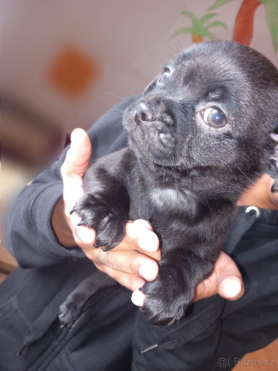Štěňata Mops > s pinčem - 12