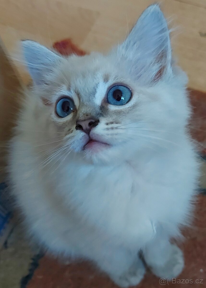 Maciatka ragdoll na odber - 12