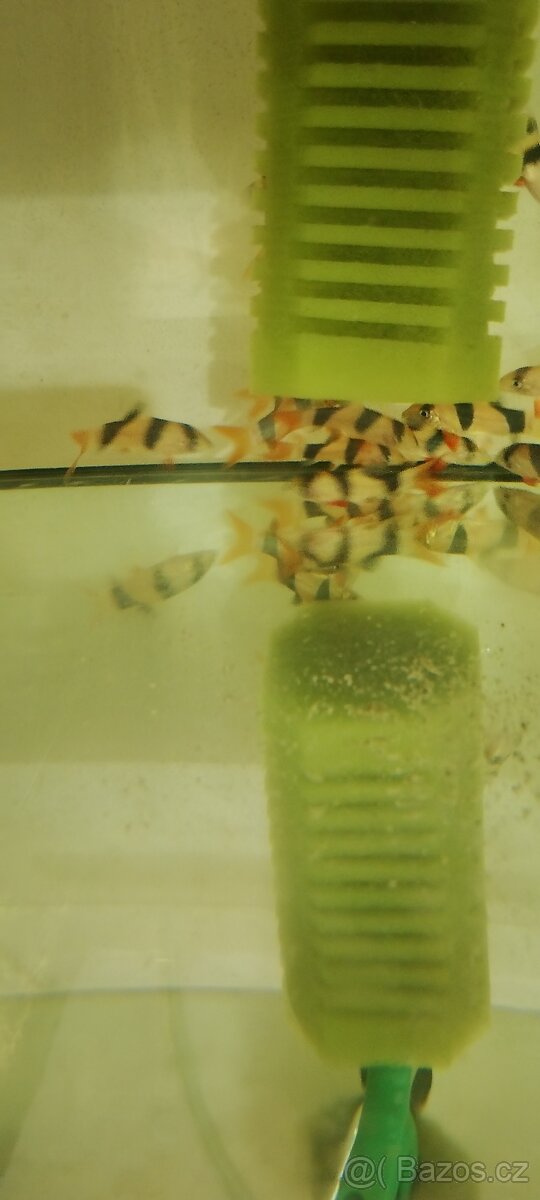 Hrotočelec prstenčitý - 12