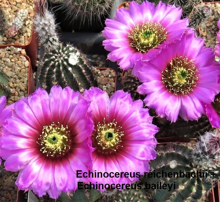 Semena kaktusů - 12