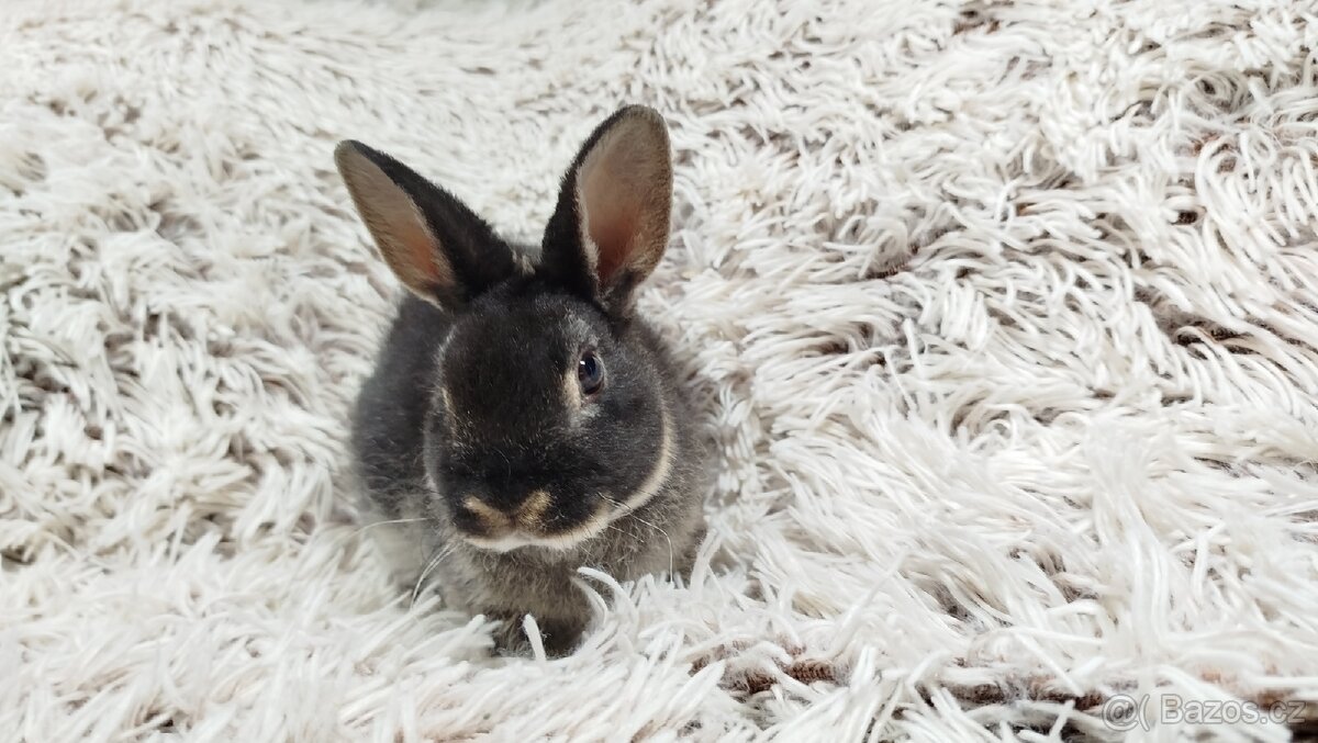 Zakrslý králík, králíček -(REX)-DAISY - 12