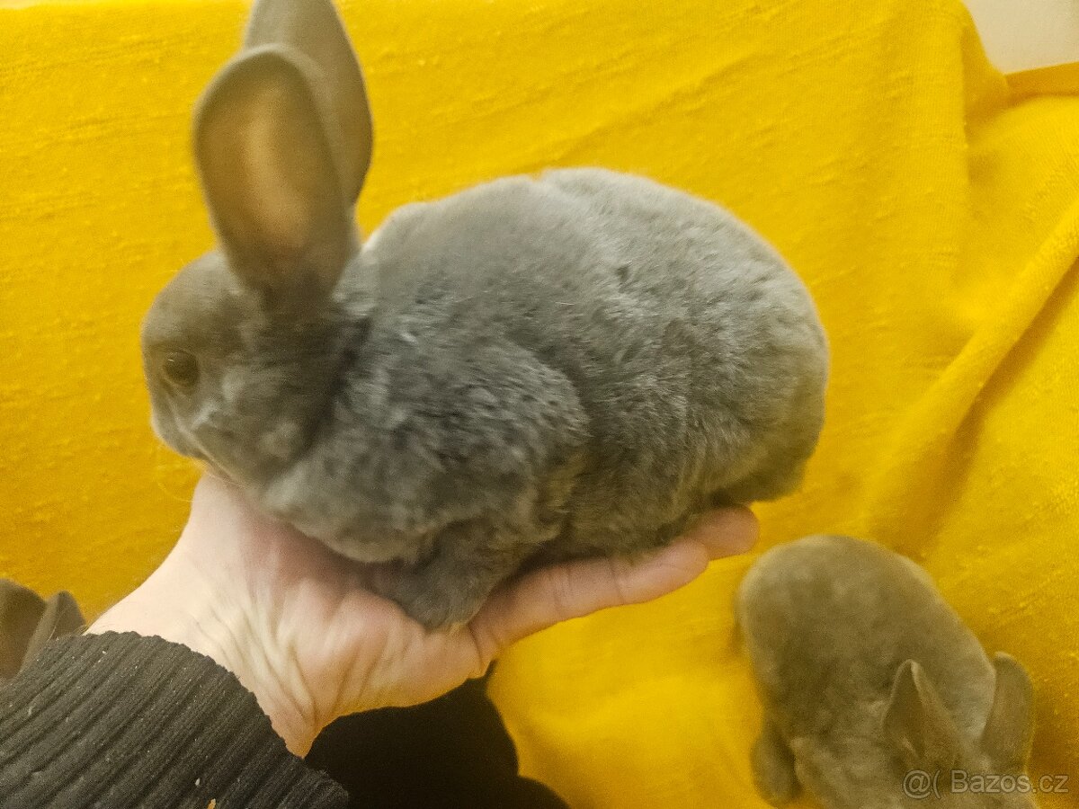 Zakrslý králíček - 12