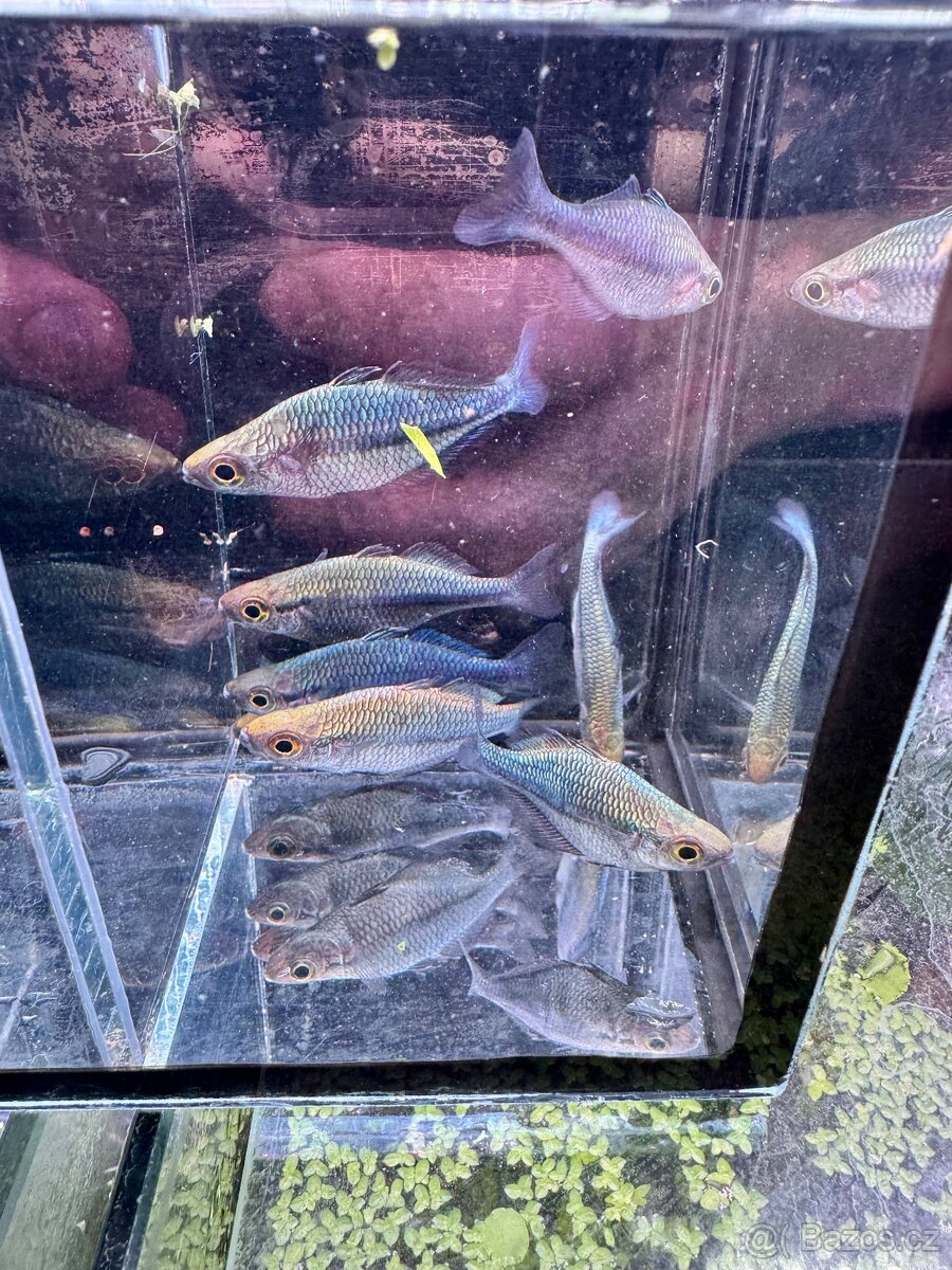 Akvarijní rybky - 12