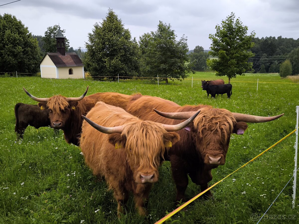 Kuřata kuřecí maso brojler - 12