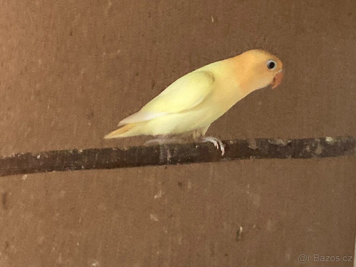 agapornis fischeri - 12