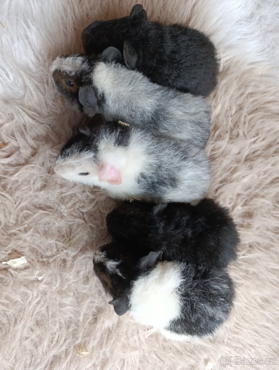 Morče US Teddy / morčata / morčátko - 12