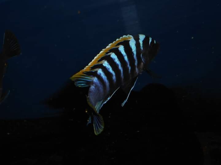 Africké cichlidy Malawi - 12